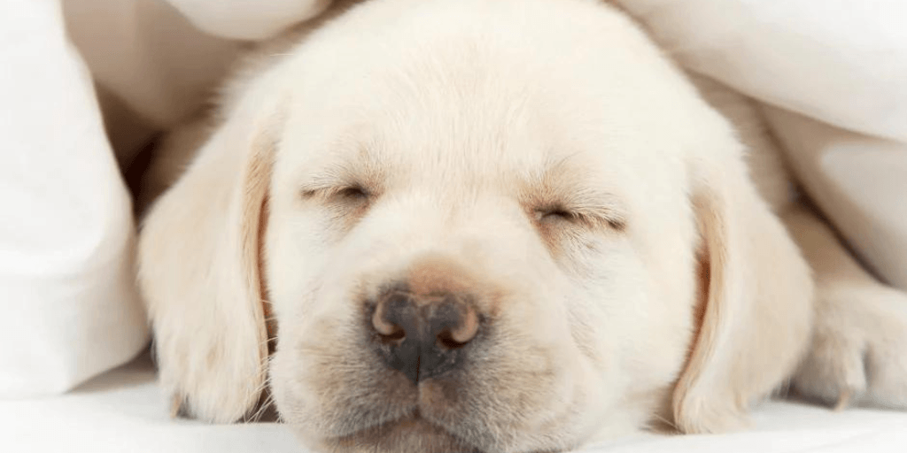 Getting Enough Quality Sleep?