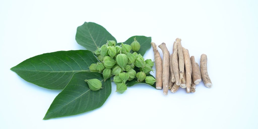 Ashwagandha